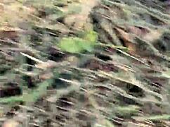 meando desde un arbol en la gral paz jajaja