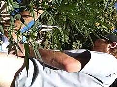 Hot suck and fuck in 420 patch.