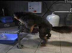 该死，看这疯狂机器猛插马屁股合集！