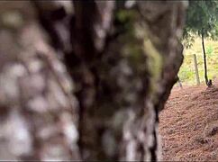 I have sex with my step-sister and a random man in the woods