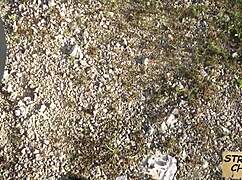 this teen hitchhiker making love to cock in public pickup