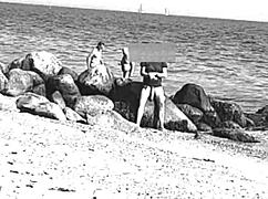 Just saw this huge cock at the nude beach, unreal sight!