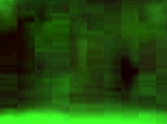 Wife Twerking Her Big Ass on Dick