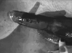 my wife loves being a sperm deposit i watch guys impregnate her without condoms