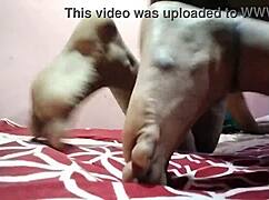 Bhabhi's hairy pussy!