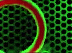 Jay Taylor shows off her big clit and tits.