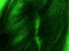 b girl gives a blow job!