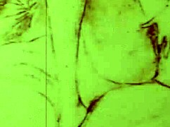 Vintage Erotic Drawings: A Collection Of Retro Vintage Antique Art Featuring Erotic And Hairy Themes