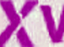 Florane Russell and Emma's Wet Rough Fantasy