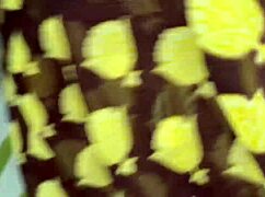 A desi bhabhi in saree shares a playful encounter with Hindi audio.