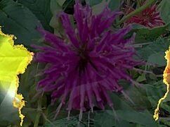 Mature woman enjoys homemade moment with partner