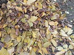 Our Autumn Romantic Sex In A Hut - Lesbian Illusion Girls