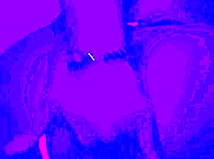 Bleu room anal solo finger fuck