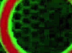 don prince, ever dreamed of pounding big asses in my wild threesome with milf and big tits?