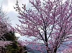 Nacchi's solo trip hits Minakami's natural hot springs in Gunma