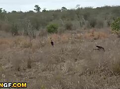 super tight ebony pussy gets pounded deep by huge american cock in camper van doggystyle missionary rough